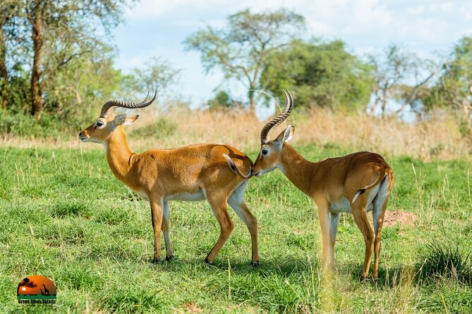 8 Days Gorillas, Primates & Wildlife Safari Uganda Safari - Day 3: Crater scenery and Queen Elizabeth