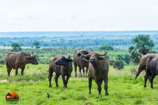 8 Days Gorillas, Primates & Wildlife Safari Uganda Safari - Day 4: Queen Elizabeth by vehicle and boat