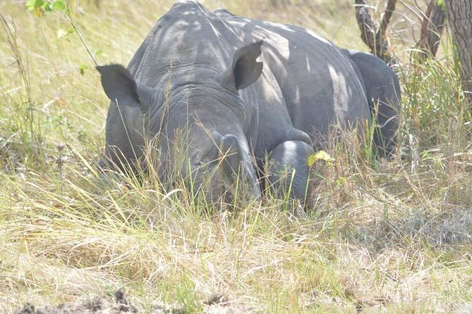 8 days Murchison Falls, Chimpanzee & Gorilla Trekking Safari - Key points at a glance