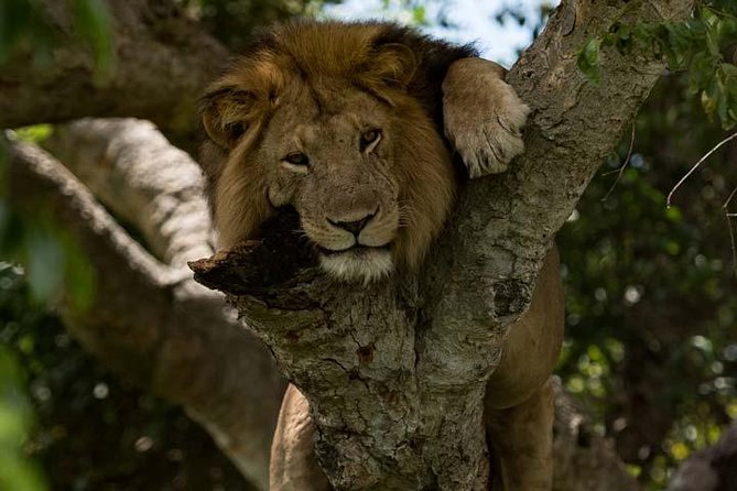 8 days Murchison Falls, Chimpanzee & Gorilla Trekking Safari - Day 1: White rhinos before Murchison Falls