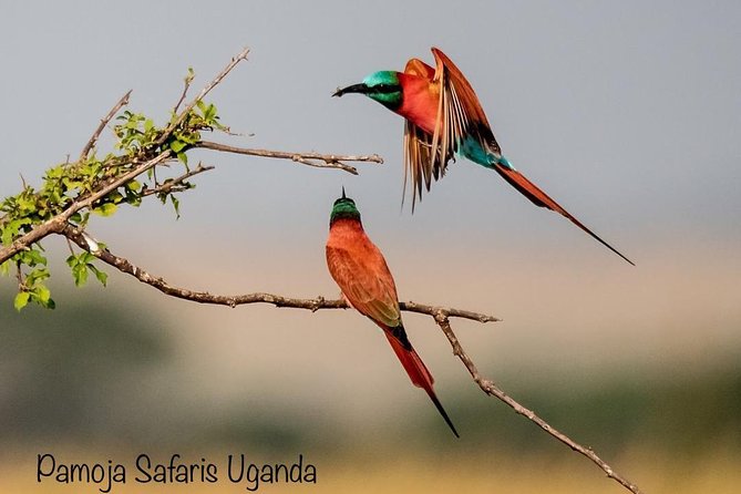 8 Days Uganda Primates Safari - Why this Uganda route works so well