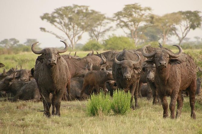 8 Days Uganda Primates Safari - Day 7: Igongo Cultural Museum and Lake Mburo