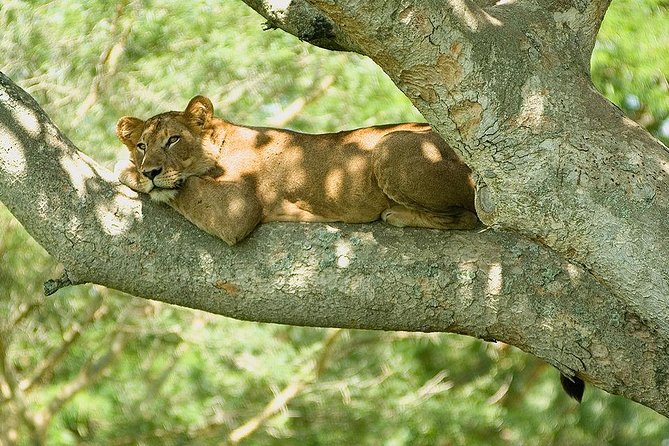 9 Best of Uganda gorilla and wildlife safari - Key points to know before booking