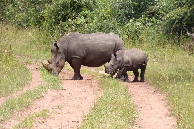 9 day Gorilla Trekking, Chimpanzee & Wilderness Safari (mid-range) - Day 2: Game drives and the Nile cruise