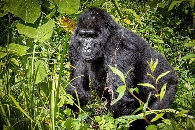9-Day Private Uganda Wildlife Safari - Day 1: Flying toward Murchison Falls