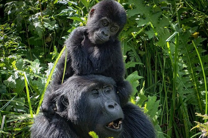9-Day Private Uganda Wildlife Safari - Day 3: The long transfer to Kibale Forest