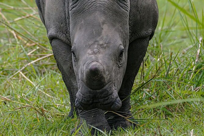 9-Day Private Uganda Wildlife Safari - Day 4: Chimpanzees and the Bigodi swamp walk