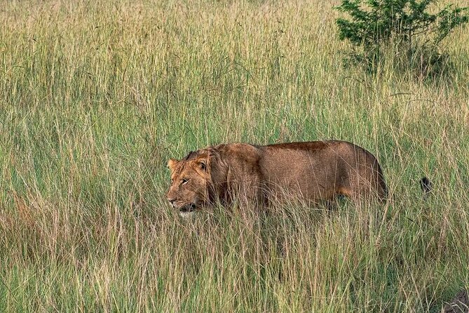 9-Day Private Uganda Wildlife Safari - Day 5: Hippos on the Kazinga Channel