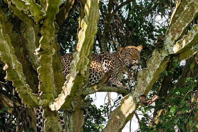 9-Day Private Uganda Wildlife Safari - Day 6: Dawn wildlife and crater lakes