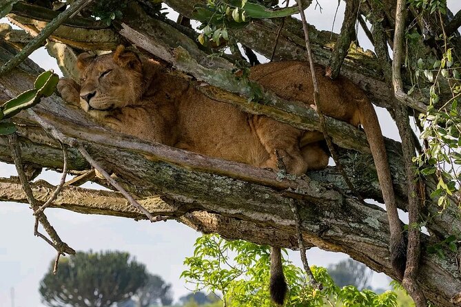 9-Day Private Uganda Wildlife Safari - Day 7: From Queen Elizabeth to Bwindi