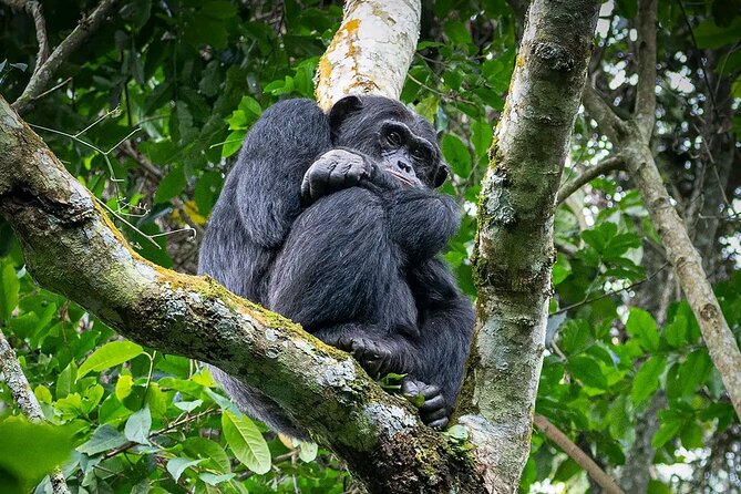 9-Day Private Uganda Wildlife Safari - Day 2: Murchison wildlife and the Nile boat trip
