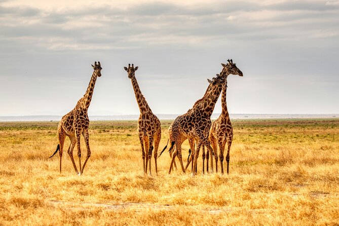 9 Days Uganda Wildlife Safaris, Gorilla Trekking & Hiking - Day 3: Murchison game drive and a Nile boat cruise