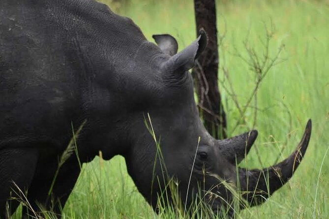 A Thrilling 1-Day Rhino Tracking Tour in Uganda - The drive from Kampala to the sanctuary