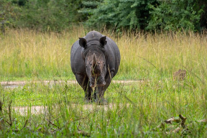 A Thrilling 1-Day Rhino Tracking Tour in Uganda - Meeting Uganda’s rhinos at a safe distance