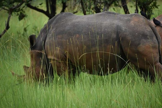 A Thrilling 1-Day Rhino Tracking Tour in Uganda - Birdlife and other wildlife between sightings