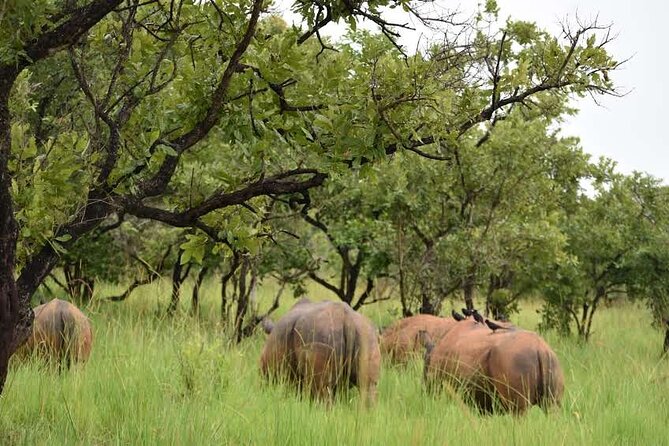 A Thrilling 1-Day Rhino Tracking Tour in Uganda - Who will enjoy this day most?