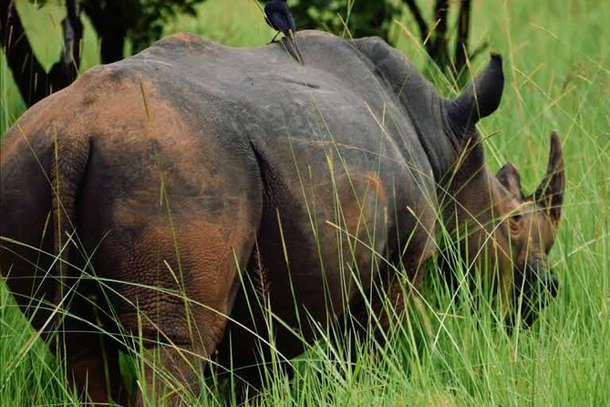 A Thrilling 1-Day Rhino Tracking Tour in Uganda - Tracking rhinos on foot through savannah and woodland