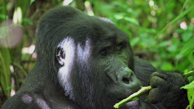 Bwindi Gorilla Safari - 3 Days - What the three-day Bwindi safari is really like