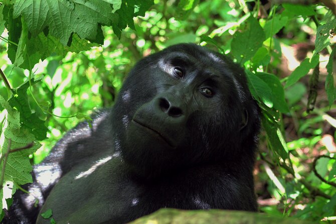 Bwindi Gorilla Safari - 3 Days - The gorilla encounter: one hour that rewards patience