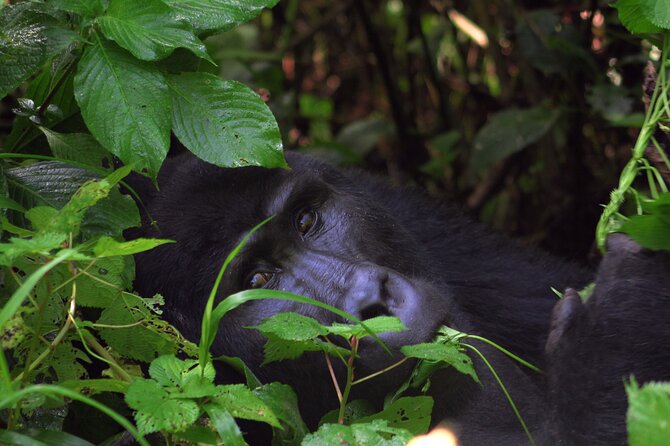 Bwindi Gorilla Safari - 3 Days - Day 3: Returning to Kampala or Entebbe