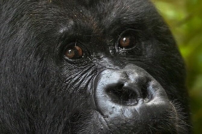 Bwindi Gorilla Safari - 3 Days - What the $2,015 price includes