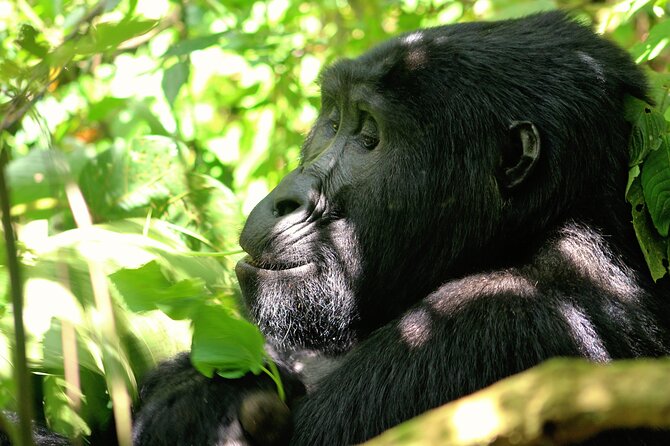 Bwindi Gorilla Safari - 3 Days - Day 1: From Kampala or Entebbe to Bwindi