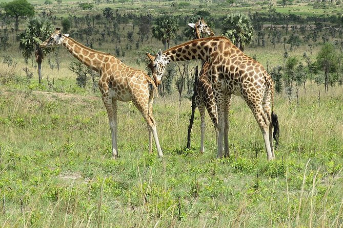 Bwindi impenetrable Kenya Tanzania Gorilla Safari 14 days 13 nights - Days 1 to 3: Entebbe, Kibale, and Bigodi Wetland