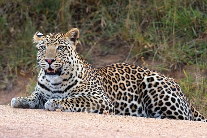 Bwindi impenetrable Kenya Tanzania Gorilla Safari 14 days 13 nights - Days 7 to 10: Kenya, the Aberdares, and the Maasai Mara
