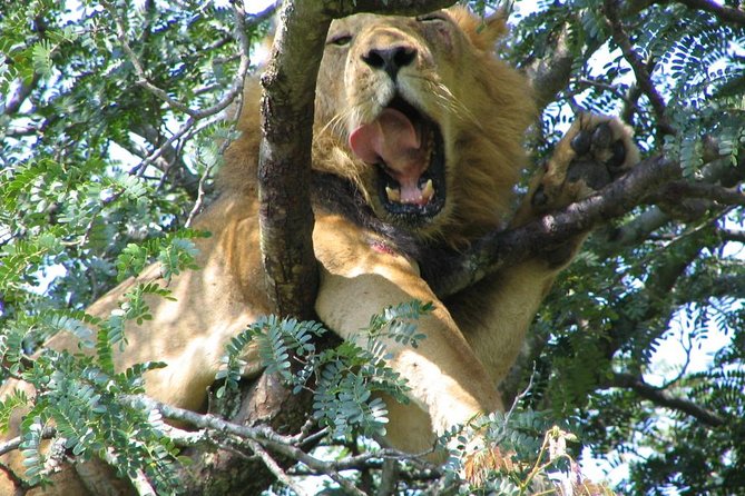 Bwindi impenetrable Kenya Tanzania Gorilla Safari 14 days 13 nights - Days 11 to 13: Tanzania by way of Lake Manyara and Ngorongoro
