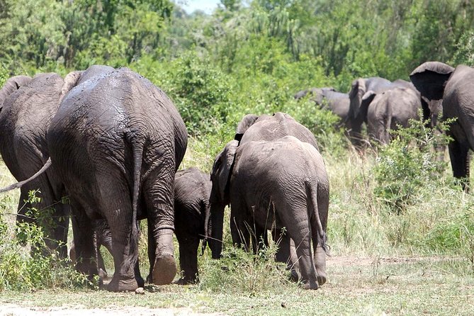 Bwindi impenetrable Kenya Tanzania Gorilla Safari 14 days 13 nights - Day 14: Airport transfer and the real cost of the package