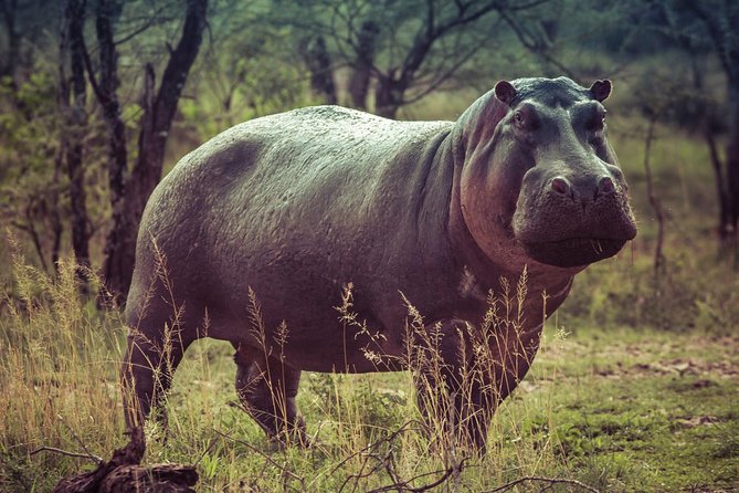Bwindi impenetrable Kenya Tanzania Gorilla Safari 14 days 13 nights - What the private service adds