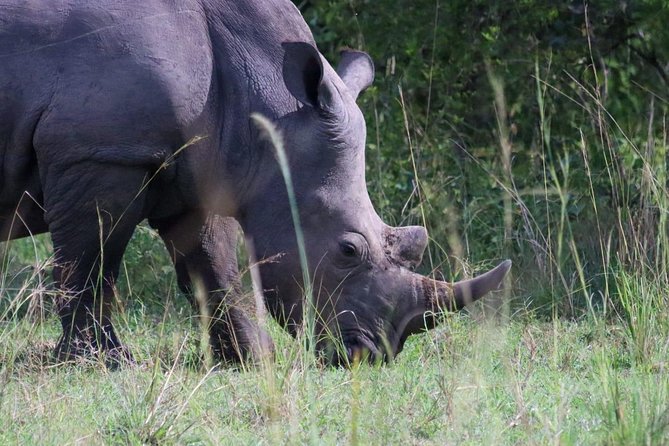 Day Tour Of Ziwa Rhino Sanctuary and Wildlife Ranch - ZIWA RHINO TREKKING - Why Ziwa works for a one-day wildlife trip