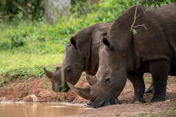 Day Tour Of Ziwa Rhino Sanctuary and Wildlife Ranch - ZIWA RHINO TREKKING - Leaving Kampala for Ziwa Rhino Sanctuary