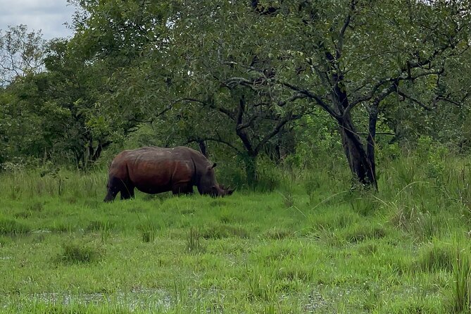 Day Tour Of Ziwa Rhino Sanctuary and Wildlife Ranch - ZIWA RHINO TREKKING - What the private format adds