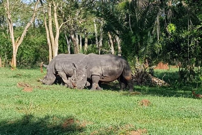 Day Tour Of Ziwa Rhino Sanctuary and Wildlife Ranch - ZIWA RHINO TREKKING - Lunch, WiFi, and the value of the $300 price
