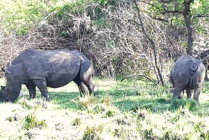 Day Tour Of Ziwa Rhino Sanctuary and Wildlife Ranch - ZIWA RHINO TREKKING - Who should book this rhino trek