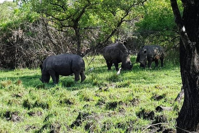 Day Tour Of Ziwa Rhino Sanctuary and Wildlife Ranch - ZIWA RHINO TREKKING - FAQ