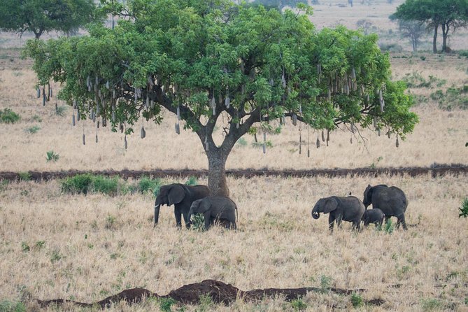 Eight days cultural and wildlife tour in Uganda - Day 3: Hiking Around Sipi Falls