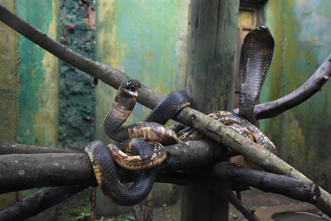 Entebbe Eco Tour - Full Day - Uganda Wildlife Conservation Education Centre: a two-hour introduction