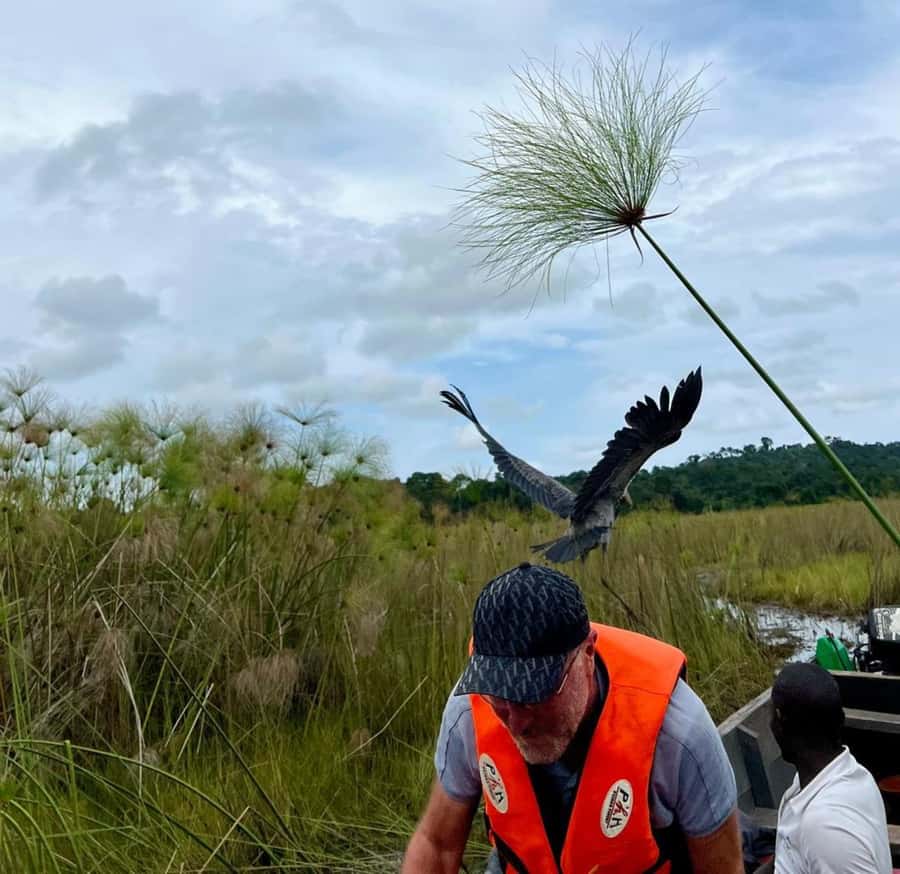 Entebbe: Mabamba Swamp Shoebill Tracking Boat Tour - Key points to know before you book