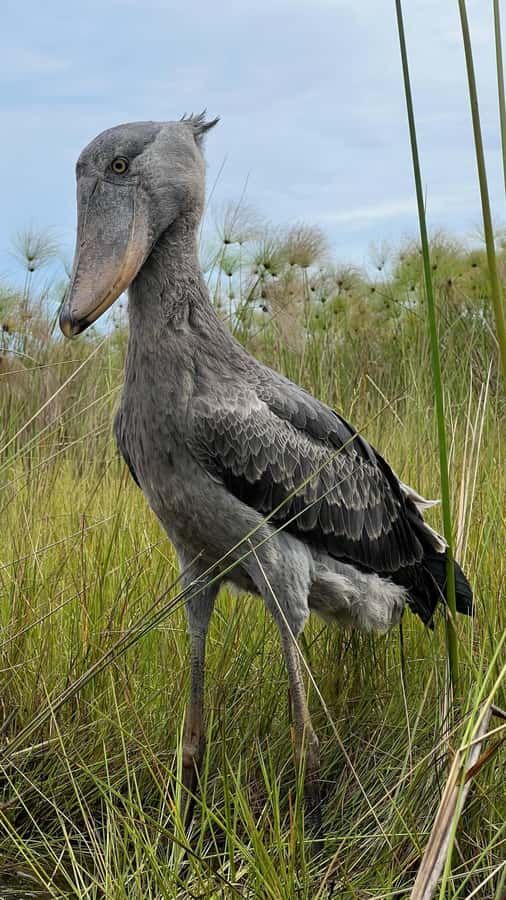 Entebbe: Mabamba Swamp Shoebill Tracking Boat Tour - Crossing Lake Victoria by motorized canoe
