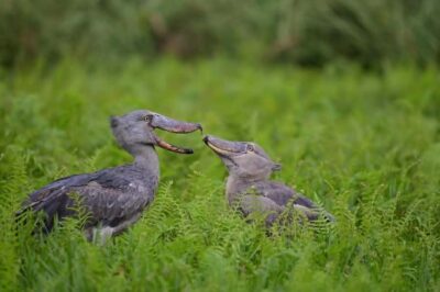 Mabamba Swamp Shoebill Tracking Boat Tour
