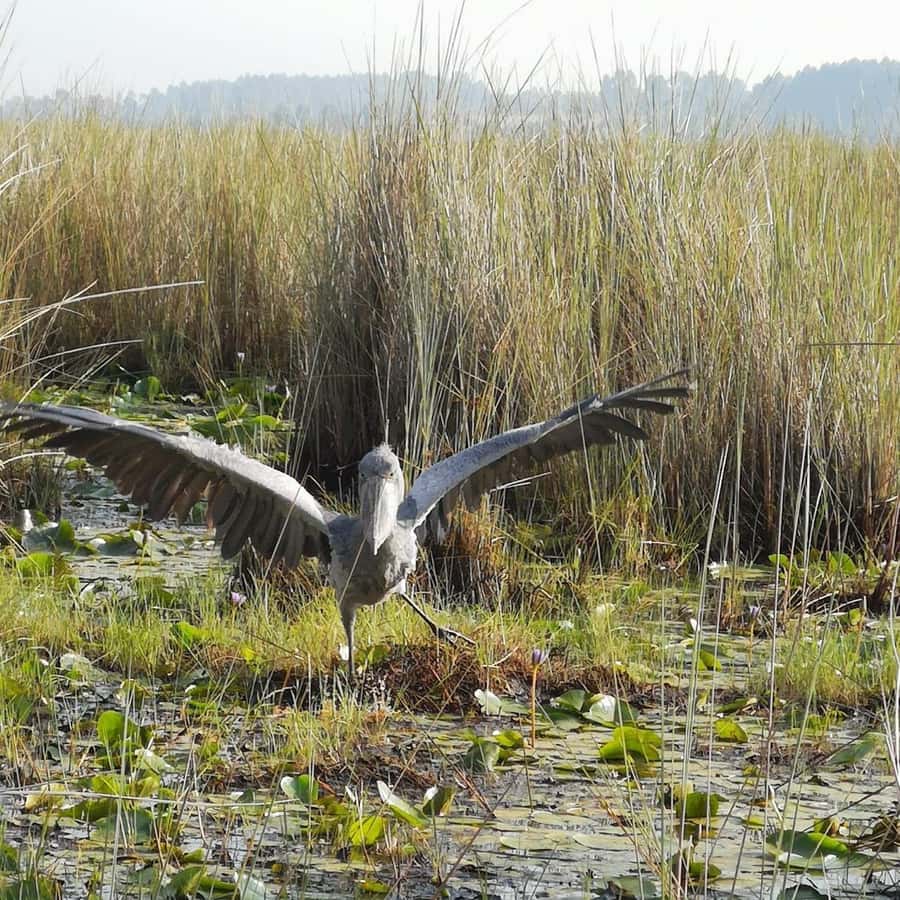 Entebbe: Mabamba Swamp Shoebill Tracking Boat Tour - How the three-hour schedule works