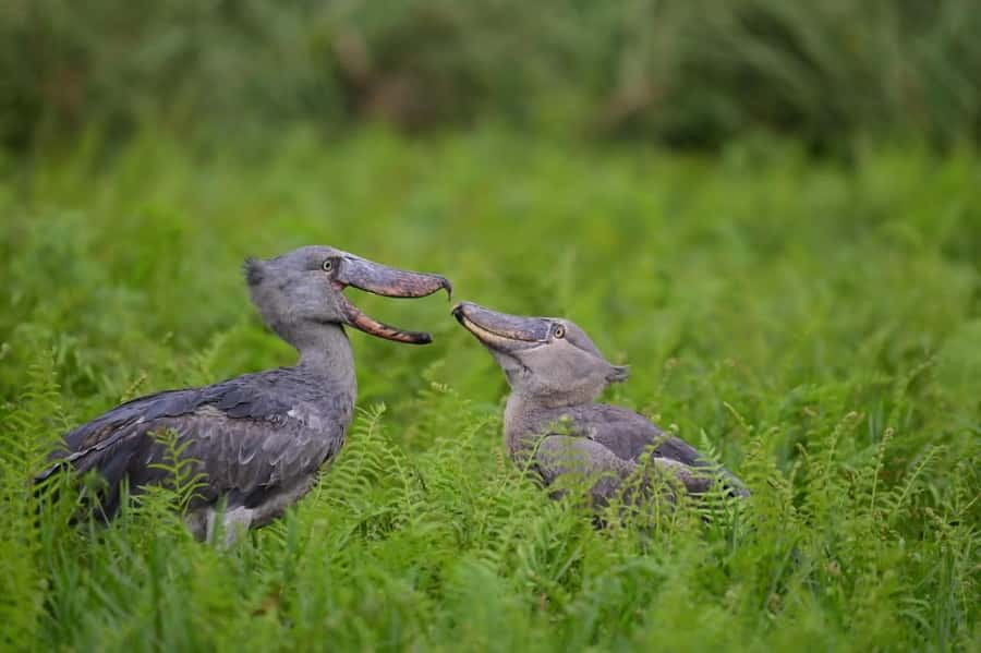 Entebbe: Mabamba Swamp Shoebill Tracking Boat Tour - Starting at Nakiwogo Landing Site