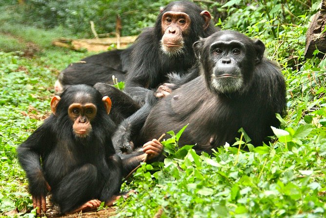 Experience Chimpanzee Trekking in Budongo Forest - A private tour changes the feel of the walk