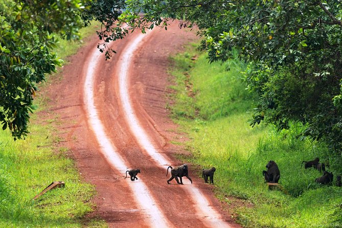 Experience Chimpanzee Trekking in Budongo Forest - What the $150 price includes
