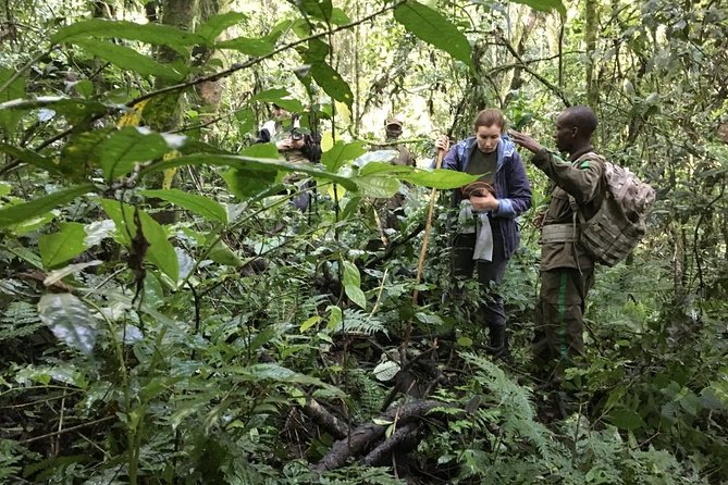 Experience Chimpanzee Trekking in Budongo Forest - Morning or evening tracking