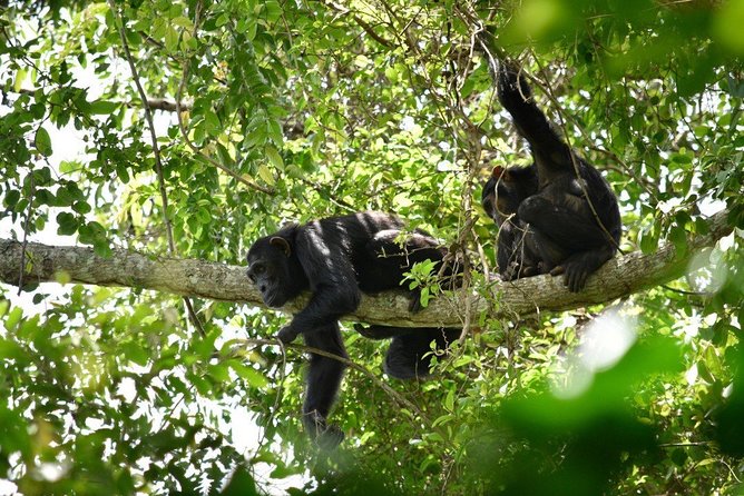 Experience Chimpanzee Trekking in Budongo Forest - Walking from Royal Mile to the chimp community