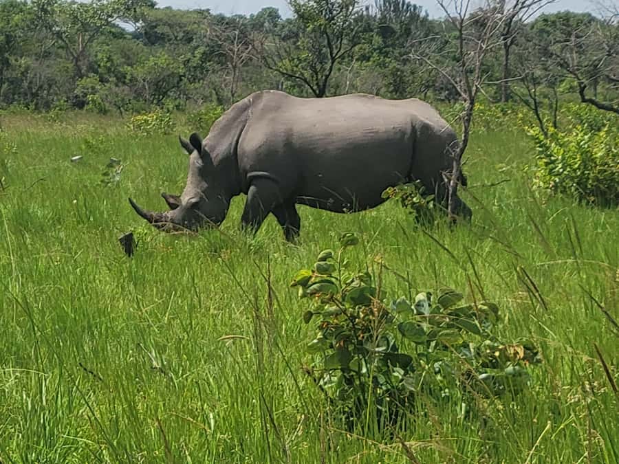 From Kampala: Ziwa Rhino Sanctuary Day Tour with Lunch - Why the rhinos make this day special