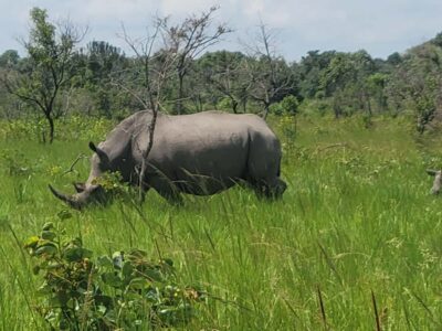 Ziwa Rhino Sanctuary Day Tour with Lunch